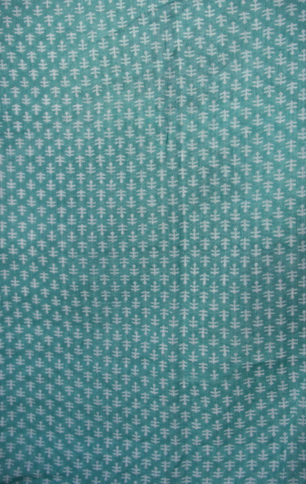Cowrie - Mini